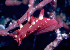 Okenia kondoi