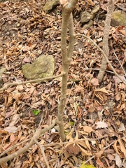 Dirca decipiens