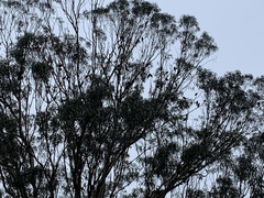 Psittacara erythrogenys