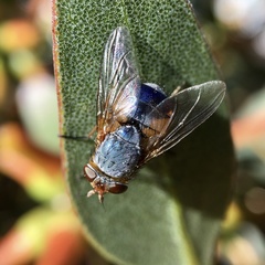 Calliphora dubia