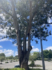 Eucalyptus pulchella