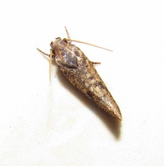 Acrolophinae