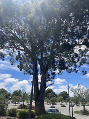 Eucalyptus pulchella