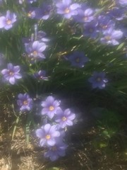 Sisyrinchium pruinosum