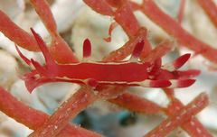 Okenia kondoi