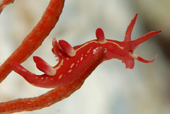 Okenia kondoi