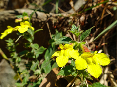 Lindenbergia grandiflora