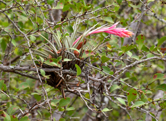 Tillandsia recurvifolia