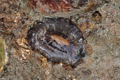 Scutus