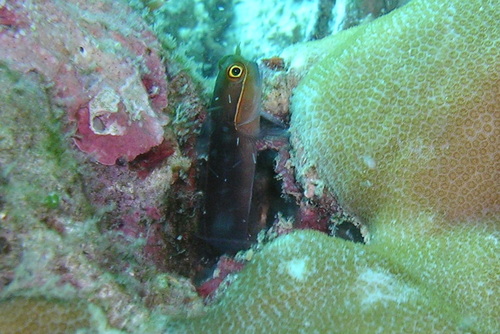 Whitelined coralblenny (Ecsenius melarchus) — Blenniidae — 4