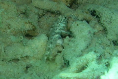Fusigobius