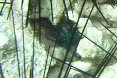 Synchiropus splendidus