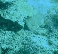 Panulirus ornatus