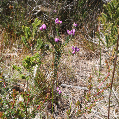 Comesperma retusum