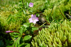 Epilobium alsinifolium