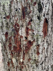 Phytophthora ramorum