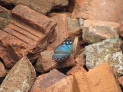Dynamine tithia tithia