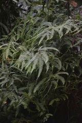 Dicranopteris