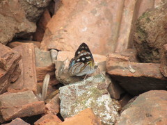 Dynamine tithia tithia