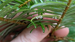 Uredinopsis pteridis