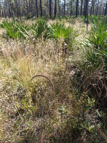Ctenium floridanum image