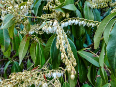 Pieris formosa