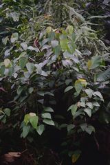 Mallotus paniculatus