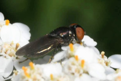 Chrysogaster solstitialis