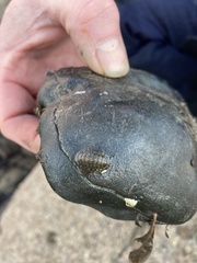 Lepidochitona cinerea