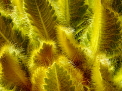 Meconopsis paniculata