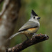 Black-crested Titmouse - Photo (c) Jerry Oldenettel, some rights reserved (CC BY-NC-SA)