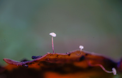 Marasmius epiphylloides