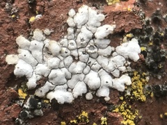 Protoparmeliopsis pinguis