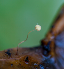 Marasmius epiphylloides