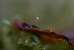 Marasmius epiphylloides