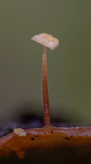 Marasmius epiphylloides