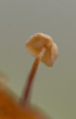Marasmius epiphylloides