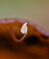 Marasmius epiphylloides