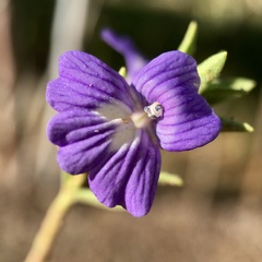 Stemodia florulenta