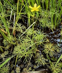 Ranunculus amphitrichus