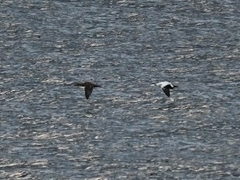 Somateria mollissima