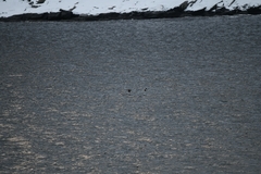 Somateria mollissima