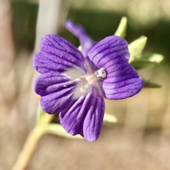 Stemodia florulenta