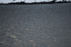 Somateria mollissima