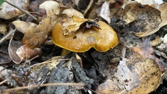 Cortinarius thiersii