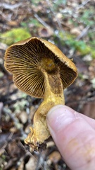 Cortinarius thiersii
