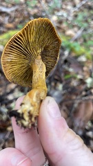 Cortinarius thiersii