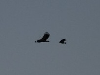 Haliaeetus albicilla