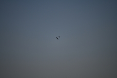 Haliaeetus albicilla