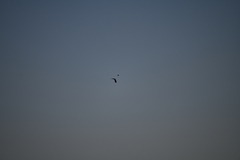 Haliaeetus albicilla